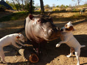 Douglas the orphaned hippo successfully released back into wild, South Luangwa, Zambia - Aug 2014