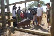 Douglas the orphaned hippo successfully released back into wild, South Luangwa, Zambia - Aug 2014