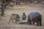 Douglas the orphaned hippo successfully released back into wild, South Luangwa, Zambia - Aug 2014