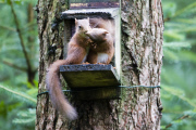 Red squirrel steals its friend's nut, Queen Elizabeth Forest Park, Trossachs, Scotland - 11 Aug 2014