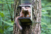 Red squirrel steals its friend's nut, Queen Elizabeth Forest Park, Trossachs, Scotland - 11 Aug 2014