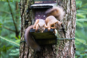 Red squirrel steals its friend's nut, Queen Elizabeth Forest Park, Trossachs, Scotland - 11 Aug 2014