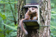 Red squirrel steals its friend's nut, Queen Elizabeth Forest Park, Trossachs, Scotland - 11 Aug 2014