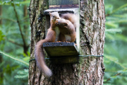 Red squirrel steals its friend's nut, Queen Elizabeth Forest Park, Trossachs, Scotland - 11 Aug 2014