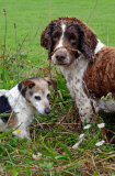 Missing dog rescued after being trapped on cliff without food or water for nine days, Devon, Britain - 01 Sep 2014
