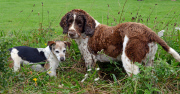 Missing dog rescued after being trapped on cliff without food or water for nine days, Devon, Britain - 01 Sep 2014