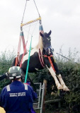 Dumm gelaufen - Pferd Jester bringt sich nach misslungenen Sprung in eine unbequeme Lage