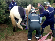 Dumm gelaufen - Pferd Jester bringt sich nach misslungenen Sprung in eine unbequeme Lage
