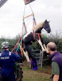 Dumm gelaufen - Pferd Jester bringt sich nach misslungenen Sprung in eine unbequeme Lage