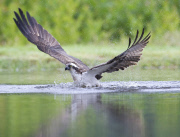 Ospreys hunting for trout, Rothiemurchus Estate, Scotland - 10 Aug 2014