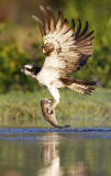 Ospreys hunting for trout, Rothiemurchus Estate, Scotland - 10 Aug 2014