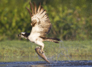 Ospreys hunting for trout, Rothiemurchus Estate, Scotland - 10 Aug 2014