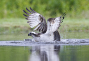 Ospreys hunting for trout, Rothiemurchus Estate, Scotland - 10 Aug 2014