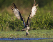 Ospreys hunting for trout, Rothiemurchus Estate, Scotland - 10 Aug 2014