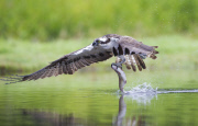 Ospreys hunting for trout, Rothiemurchus Estate, Scotland - 10 Aug 2014