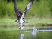 Ospreys hunting for trout, Rothiemurchus Estate, Scotland - 10 Aug 2014