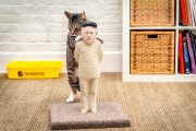 Cat scratching posts protest internet censorship - Jul 2014