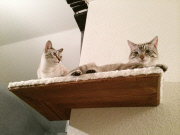 Fun Furniture for Cats, Michigan, America, Apr 2014