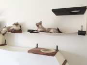 Fun Furniture for Cats, Michigan, America, Apr 2014