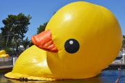 Dutch artist Florentijn Hofman Brings Worlds Largest Rubber Duck To LA