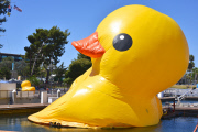 Dutch artist Florentijn Hofman Brings Worlds Largest Rubber Duck To LA