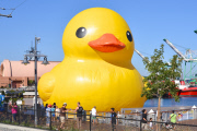 Dutch artist Florentijn Hofman Brings Worlds Largest Rubber Duck To LA