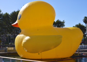 Dutch artist Florentijn Hofman Brings Worlds Largest Rubber Duck To LA