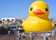 Dutch artist Florentijn Hofman Brings Worlds Largest Rubber Duck To LA