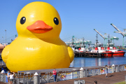 Dutch artist Florentijn Hofman Brings Worlds Largest Rubber Duck To LA