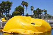 Dutch artist Florentijn Hofman Brings Worlds Largest Rubber Duck To LA