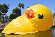 Dutch artist Florentijn Hofman Brings Worlds Largest Rubber Duck To LA