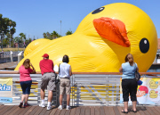 Dutch artist Florentijn Hofman Brings Worlds Largest Rubber Duck To LA