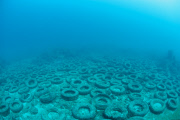 Osborne Reef: A Failed Artificial Reef Of Discarded Tires