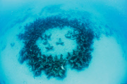 Osborne Reef: A Failed Artificial Reef Of Discarded Tires