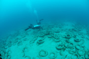Osborne Reef: A Failed Artificial Reef Of Discarded Tires