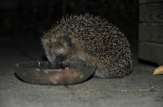 Igel