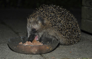 Igel
