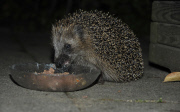 Igel