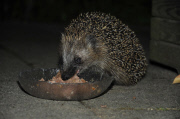 Igel