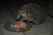 Igel