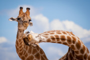 ZSL Animal Photography Prize 2014 winners revealed - 18 Sep 2014