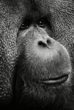 ZSL Animal Photography Prize 2014 winners revealed - 18 Sep 2014
