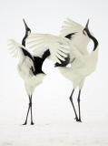 ZSL Animal Photography Prize 2014 winners revealed - 18 Sep 2014