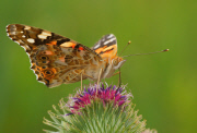 ZSL Animal Photography Prize 2014 winners revealed - 18 Sep 2014