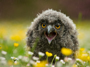 ZSL Animal Photography Prize 2014 winners revealed - 18 Sep 2014