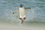 ZSL Animal Photography Prize 2014 winners revealed - 18 Sep 2014