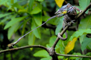 ZSL Animal Photography Prize 2014 winners revealed - 18 Sep 2014