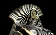 ZSL Animal Photography Prize 2014 winners revealed - 18 Sep 2014