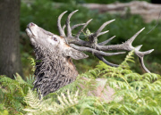 Beginning of rutting season in Richmond Park, London, Britain - 18 Sep 2014
