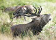 Beginning of rutting season in Richmond Park, London, Britain - 18 Sep 2014
